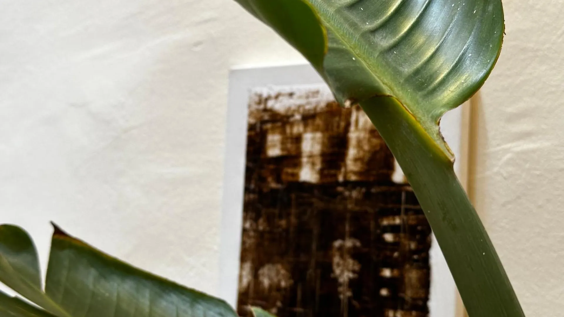 Dar Ibo- Entire House- Villa Marrakesh 0*,